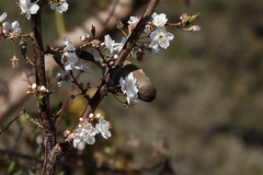 Zosterops borbonicus