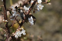Zosterops borbonicus