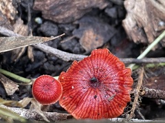 Cruentomycena viscidocruenta