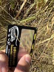 Bothriochloa ischaemum