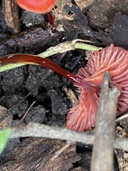 Cruentomycena viscidocruenta