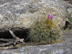 Acanthocalycium spiniflorum