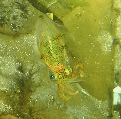 Sepioteuthis australis