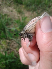 Parnassius stubbendorfii