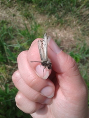 Parnassius stubbendorfii