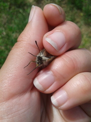 Parnassius stubbendorfii