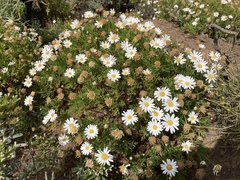Argyranthemum