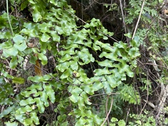 Lygodium microphyllum