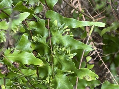 Lygodium microphyllum
