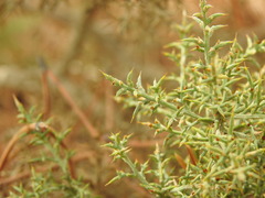Ulex argenteus subsericeus
