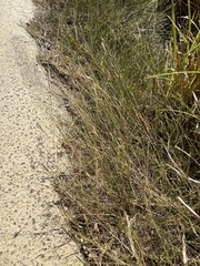 Bothriochloa ischaemum