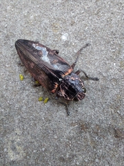Chalcophora detrita