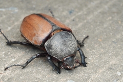 Eupatorus gracilicornis