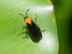 Tanyphatnidea sinensis