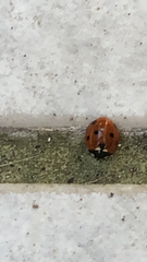 Coccinella septempunctata