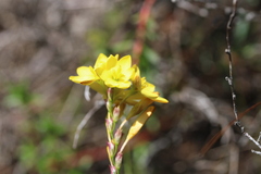 Ixia odorata