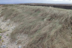 Ammophila arenaria
