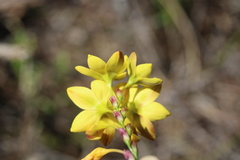 Ixia odorata