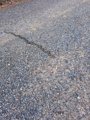 Hemorrhois hippocrepis