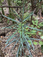 Pseudopanax crassifolius × lessonii