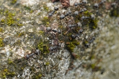 Dolichoderus thoracicus