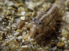 Philocheras sculptus