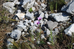 Senecio cymbalarifolius