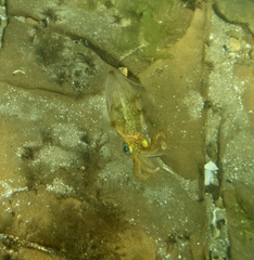 Sepioteuthis australis