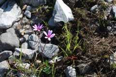 Senecio cymbalarifolius