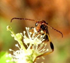 Odontocera aurocincta