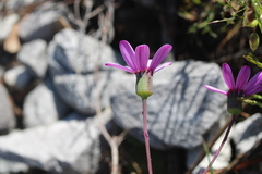 Senecio cymbalarifolius