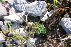 Senecio cymbalarifolius