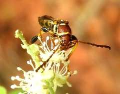 Odontocera aurocincta