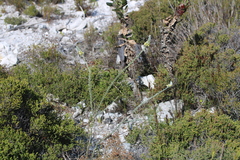 Aspalathus caledonensis