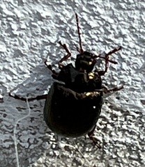 Plagiodera versicolora