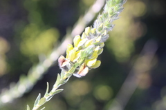 Aspalathus caledonensis