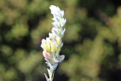 Aspalathus caledonensis