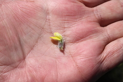 Aspalathus caledonensis