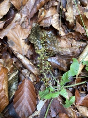 Teucrium scorodonia