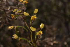 Diuris refracta