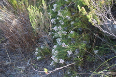 Serruria ascendens