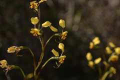 Diuris refracta