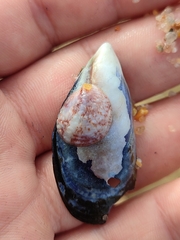 Crepipatella dilatata