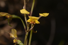 Diuris refracta