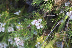 Serruria ascendens