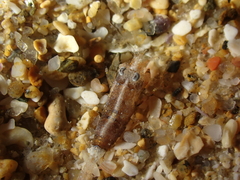 Philocheras sculptus