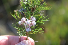 Serruria ascendens