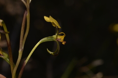 Diuris refracta