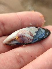 Crepipatella dilatata