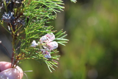 Serruria ascendens